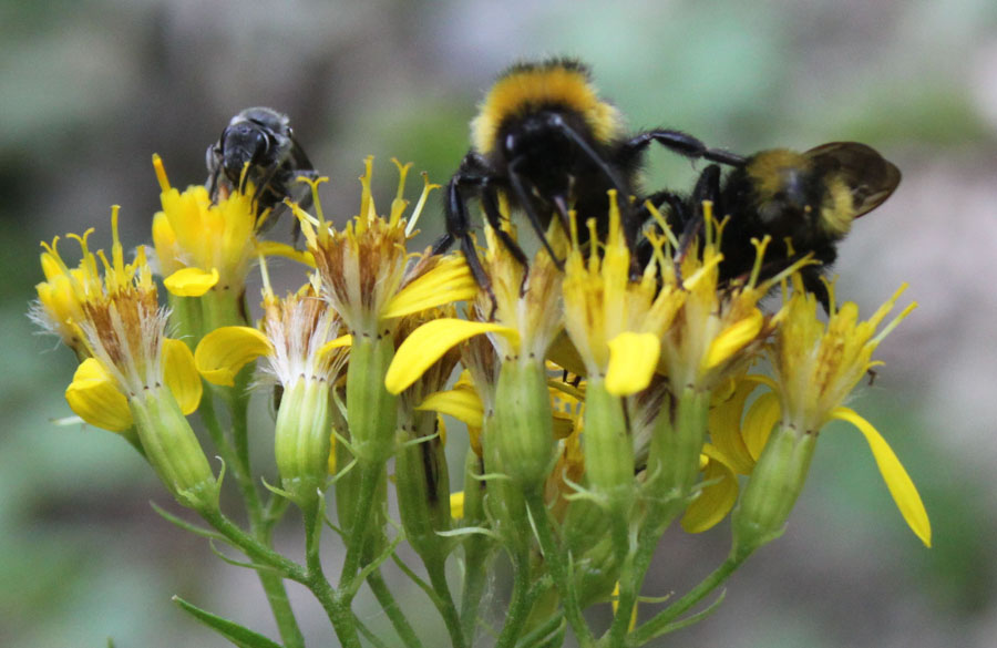 Senecio ovatus